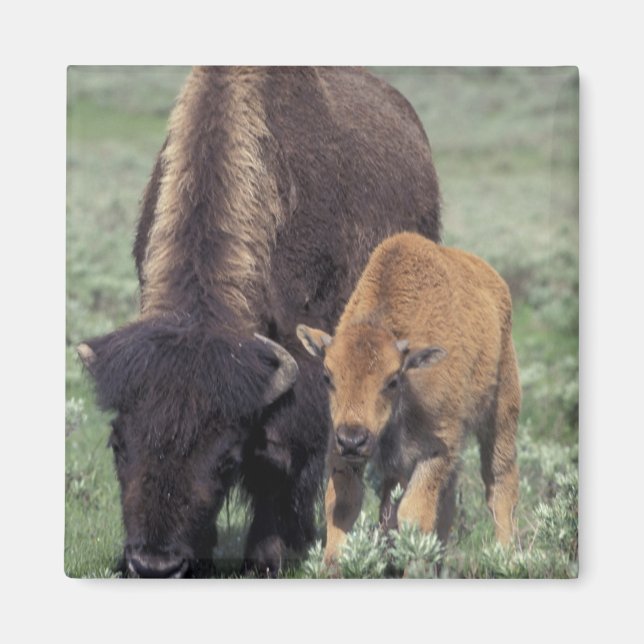 Imán NA, EE. UU., Wyoming, Parque Nacional Yellowstone. (Frente)