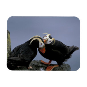 Imán NA, EEUU, Alaska, Bering Sea, Pribilofs. Tufado