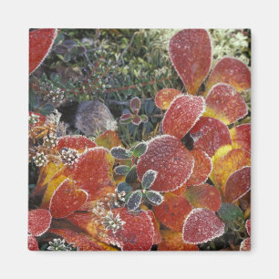 Imán NA, EEUU, Alaska. Parque nacional Denali. Bearberr