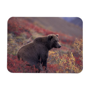 Imán NA, USA, Alaska, Denali NP. Una mujer parda