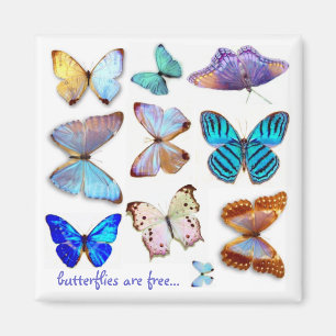 Imán nacarado de las mariposas por S Ambrose
