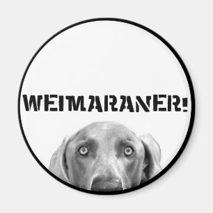 Imán Nación de Weimaraner: ¡Weimaraner en una caja!