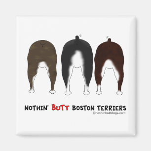 Imán Nada empalma los terrieres de Boston
