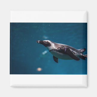 Imán Nadando Pengiun en el mar.