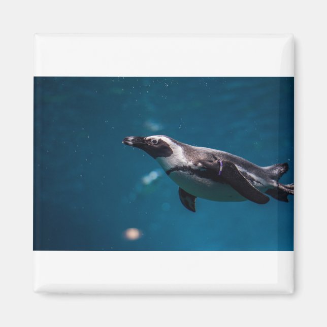 Imán Nadando Pengiun en el mar. (Frente)