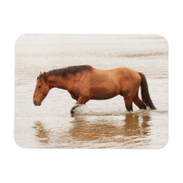 Imán Nado matutino para un caballo