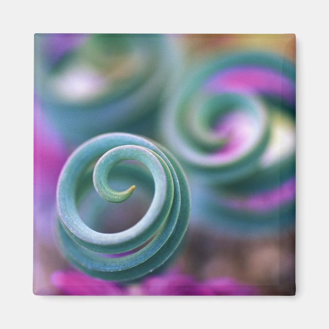 Imán Namaqualand del sur, hojas de lirio curvo. Crédito (Frente)