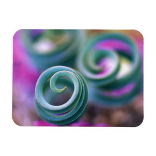 Imán Namaqualand del sur, hojas de lirio curvo. Crédito