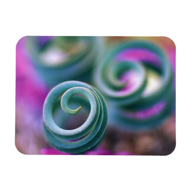 Imán Namaqualand del sur, hojas de lirio curvo. Crédito (Horizontal)