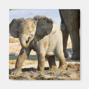 Imán Namibia, África: cría de elefante africano