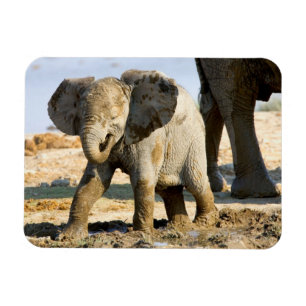 Imán Namibia, África: cría de elefante africano