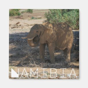 Imán Namibia África El Elefante del Río Huab Damarala