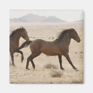 Imán Namibia, Aus. Caballos salvajes corriendo en el Na