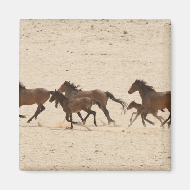 Imán Namibia, Aus. Grupo de caballos salvajes corriendo (Frente)