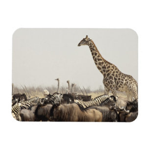Imán Namibia, parque nacional de Etosha. Una jirafa