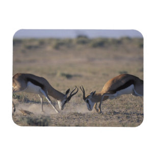Imán Namibia, Parque Nacional Etosha, Dos machos
