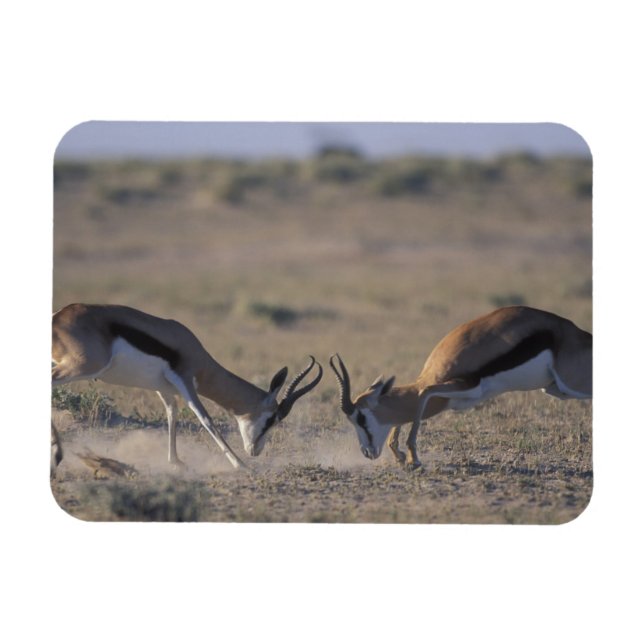 Imán Namibia, Parque Nacional Etosha, Dos machos (Horizontal)