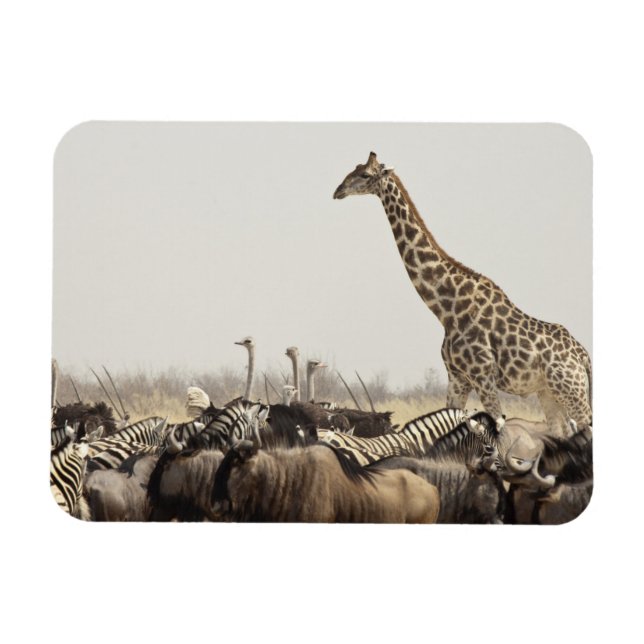 Imán Namibia, Parque Nacional Etosha. Una jirafa solita (Horizontal)