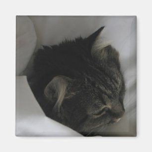 Imán Napping del gato