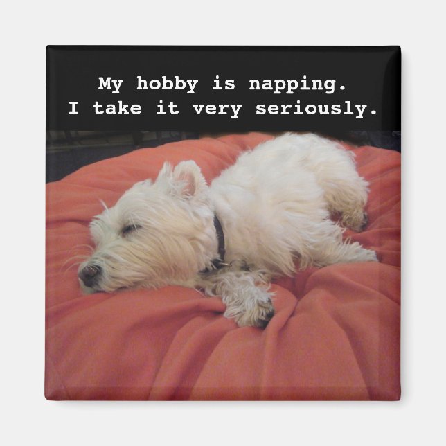 Imán Napping Westie Photo Magnet (Frente)