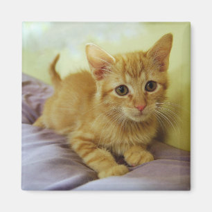 Imán Naranja a rayas Tabby Kitten Magnet