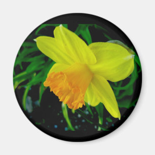 Imán Naranja amarillo Daffodil Magnet