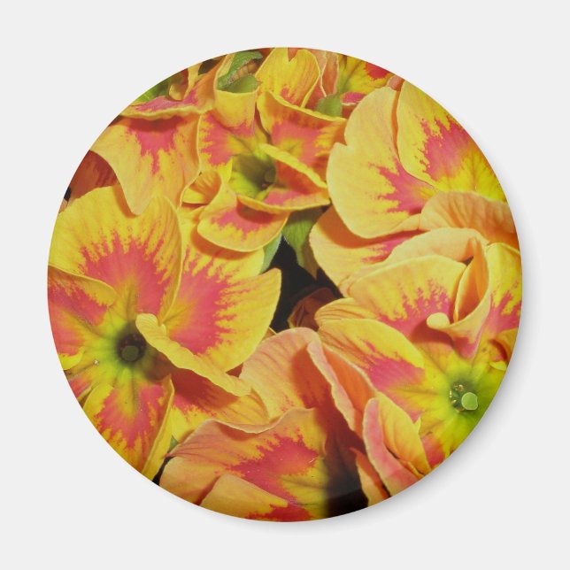 Imán Naranja amarillo Primrose Magnet (Frente)