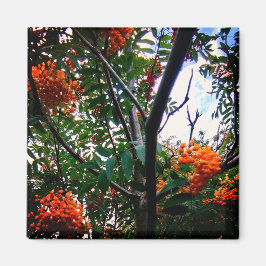 Imán Naranja berries