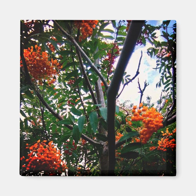 Imán Naranja berries (Frente)