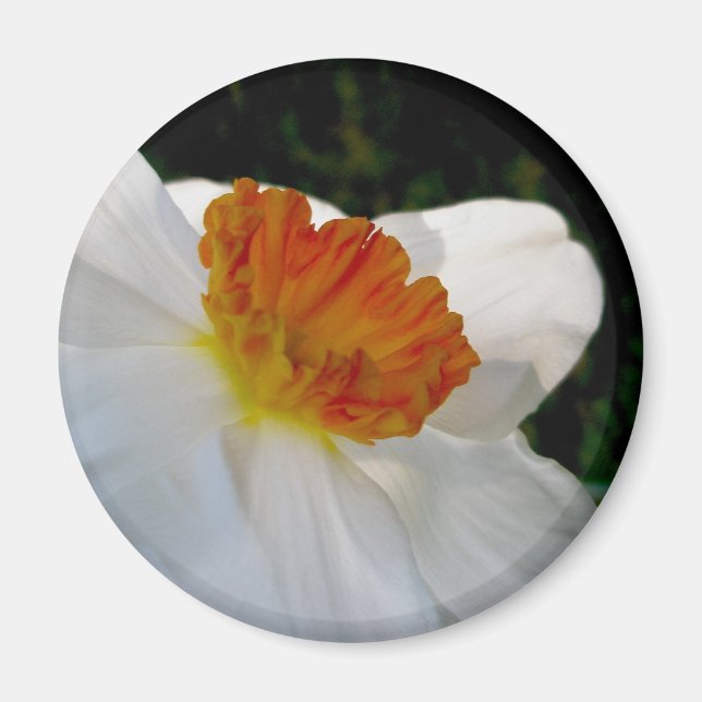 Imán Naranja blanco Narcissus Magnet (Frente)