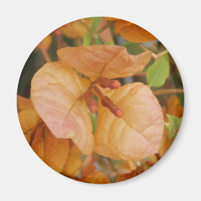 Imán Naranja Bougainvillea Magnet (Frente)