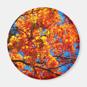 Imán Naranja brillante Autumn deja foto