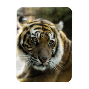 Imán Naranja con rayas negras foto de tigre de Bengala