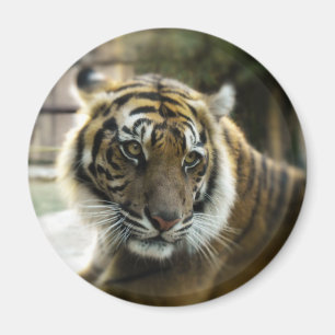 Imán Naranja con rayas negras foto de tigre de Bengala