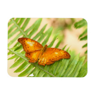 Imán Naranja Crusier mariposa