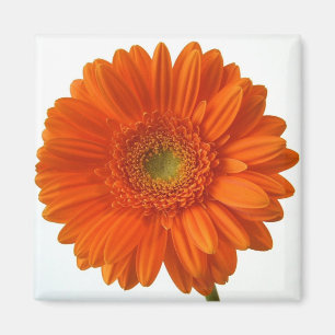 Imán Naranja Daisy Magnet