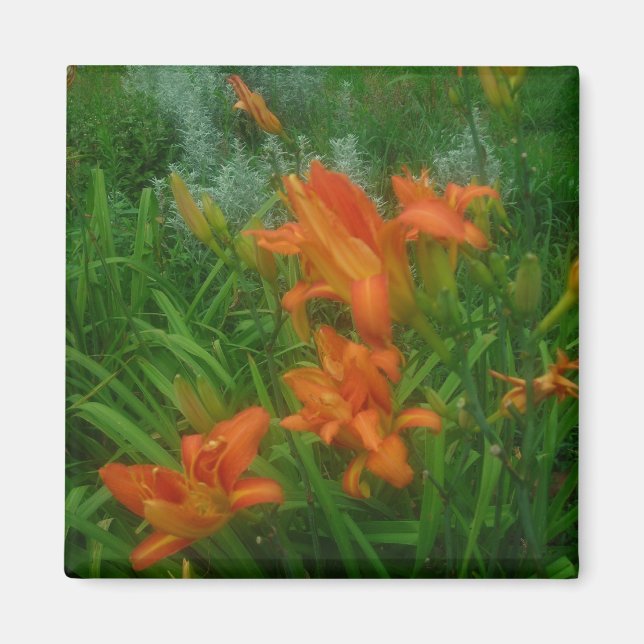 Imán Naranja daylilies (Frente)
