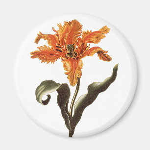 Imán Naranja de moda vintage Lily en Bloom, flores de j