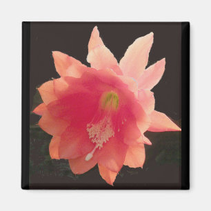 Imán Naranja Epiphyte Magnet