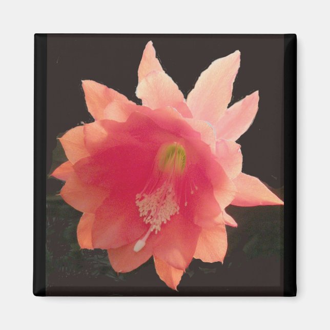 Imán Naranja Epiphyte Magnet (Frente)