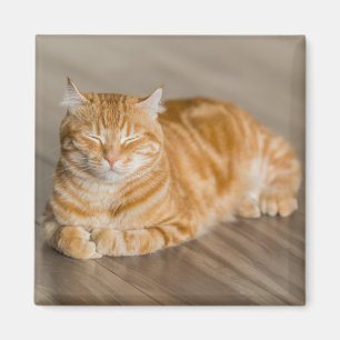 Imán Naranja, gato gatito