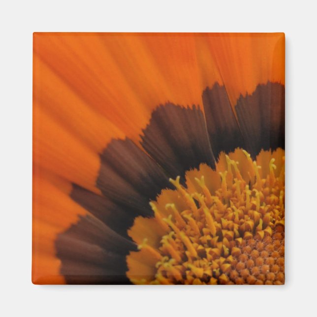 Imán Naranja Gazania Magnet (Frente)