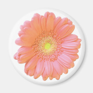 Imán Naranja gerbera daisy