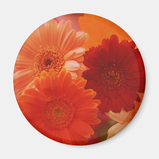 Imán Naranja Gerbera Daisy Flower Refrigerator Magnet (Frente)