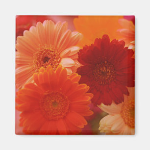 Imán Naranja Gerbera Daisy Flowers Refrigerator Magnets