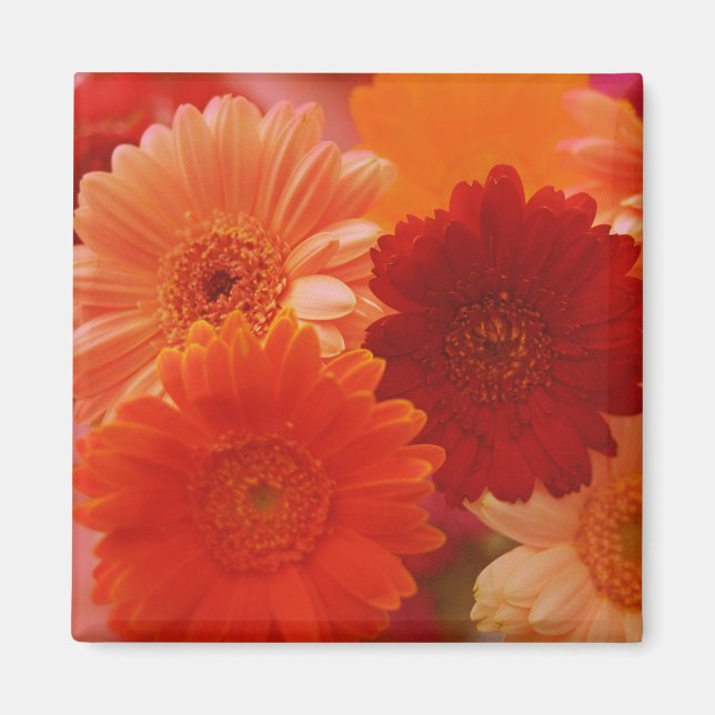 Imán Naranja Gerbera Daisy Flowers Refrigerator Magnets (Frente)