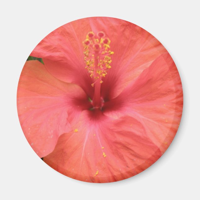 Imán Naranja Hibiscus Flower Macro Magnet (Frente)