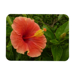 Imán Naranja Hibiscus Flower Tropical Floral