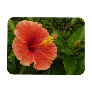 Imán Naranja Hibiscus Flower Tropical Floral