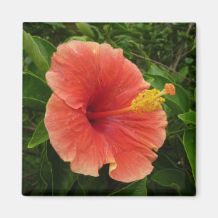 Imán Naranja Hibiscus Flower Tropical Floral